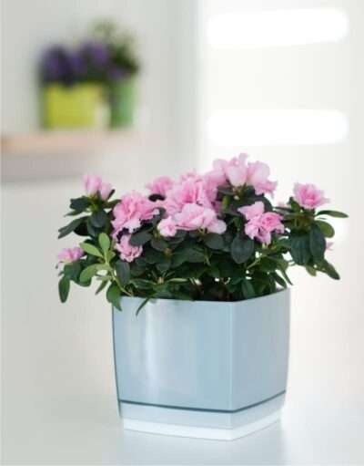 Lillepott Square 170 3,1L